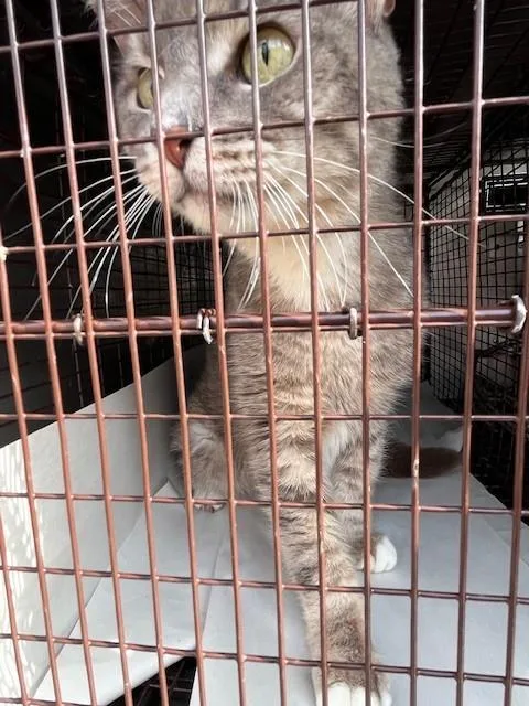 An adult medium-sized male Domestic Short Hair cat named Buddy for adoption in Miami, FL
