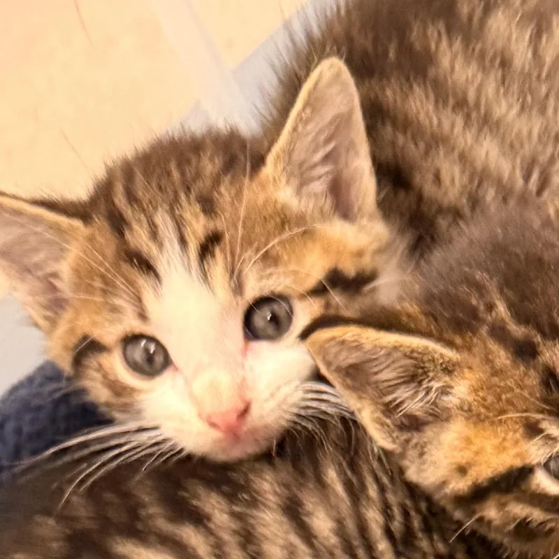 A baby small-sized male Brown / Chocolate Domestic Short Hair cat named Newt for adoption in Evansville, IN