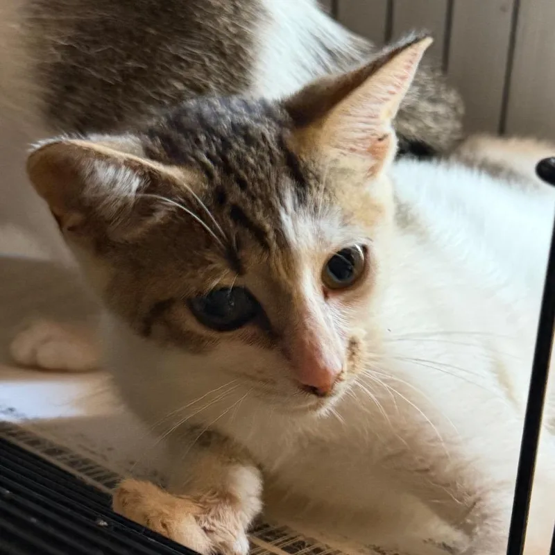 A baby small-sized male American Shorthair cat named Taylor for adoption in mount vernon, AR