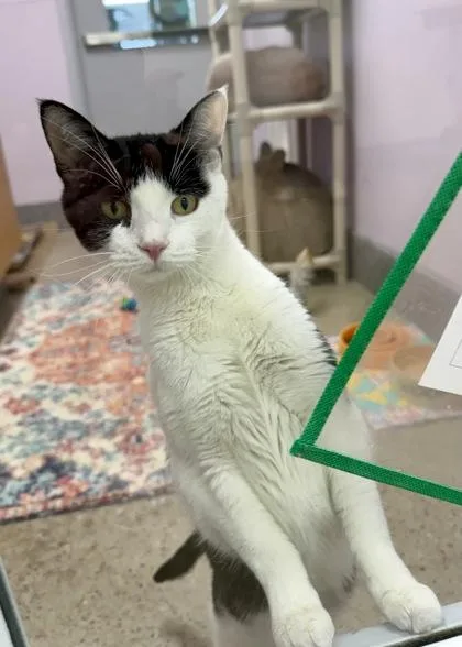 An adult small-sized female Domestic Short Hair cat named Amelia for adoption in Madison, NJ
