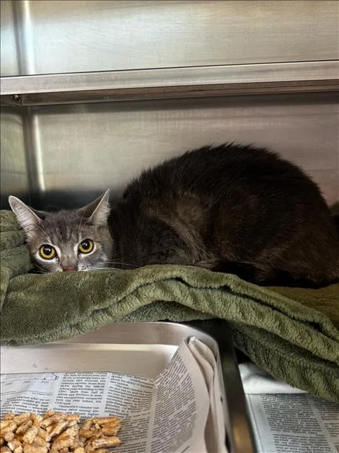An adult small-sized male Domestic Short Hair cat named Harry for adoption in Van Nuys, CA