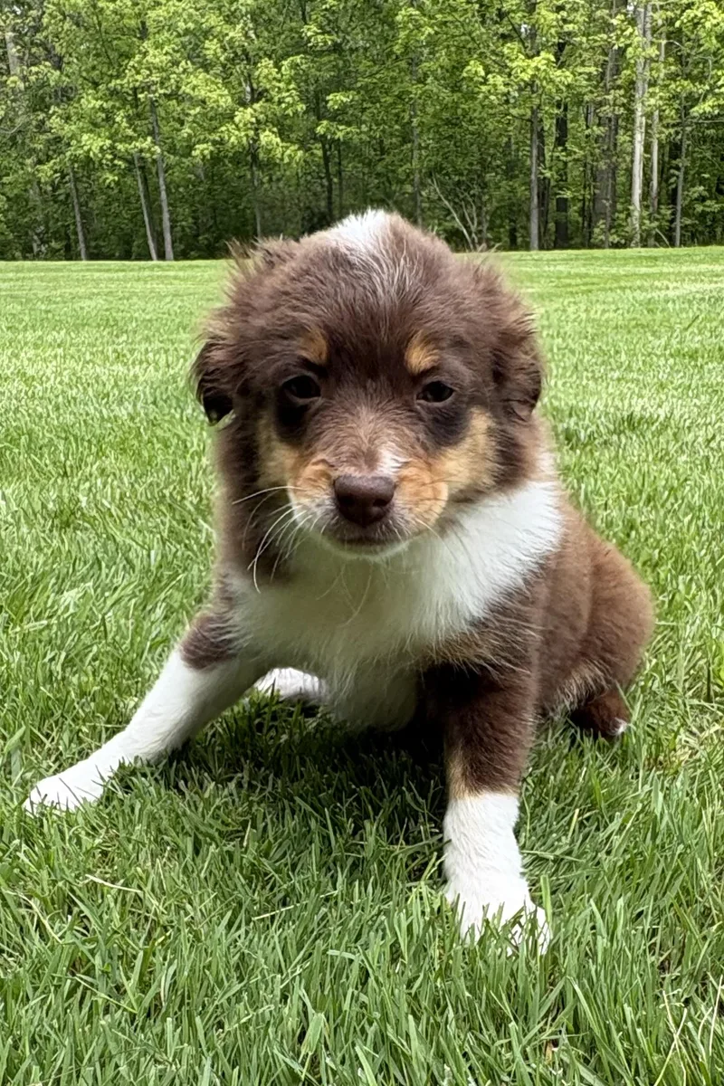 A baby medium-sized male Brown / Chocolate English Shepherd dog named Henry for adoption in Chesterfield, MI