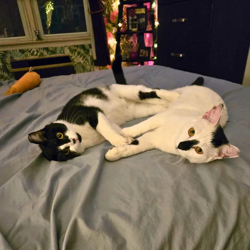 Lily & Daisy  thumbnail 5