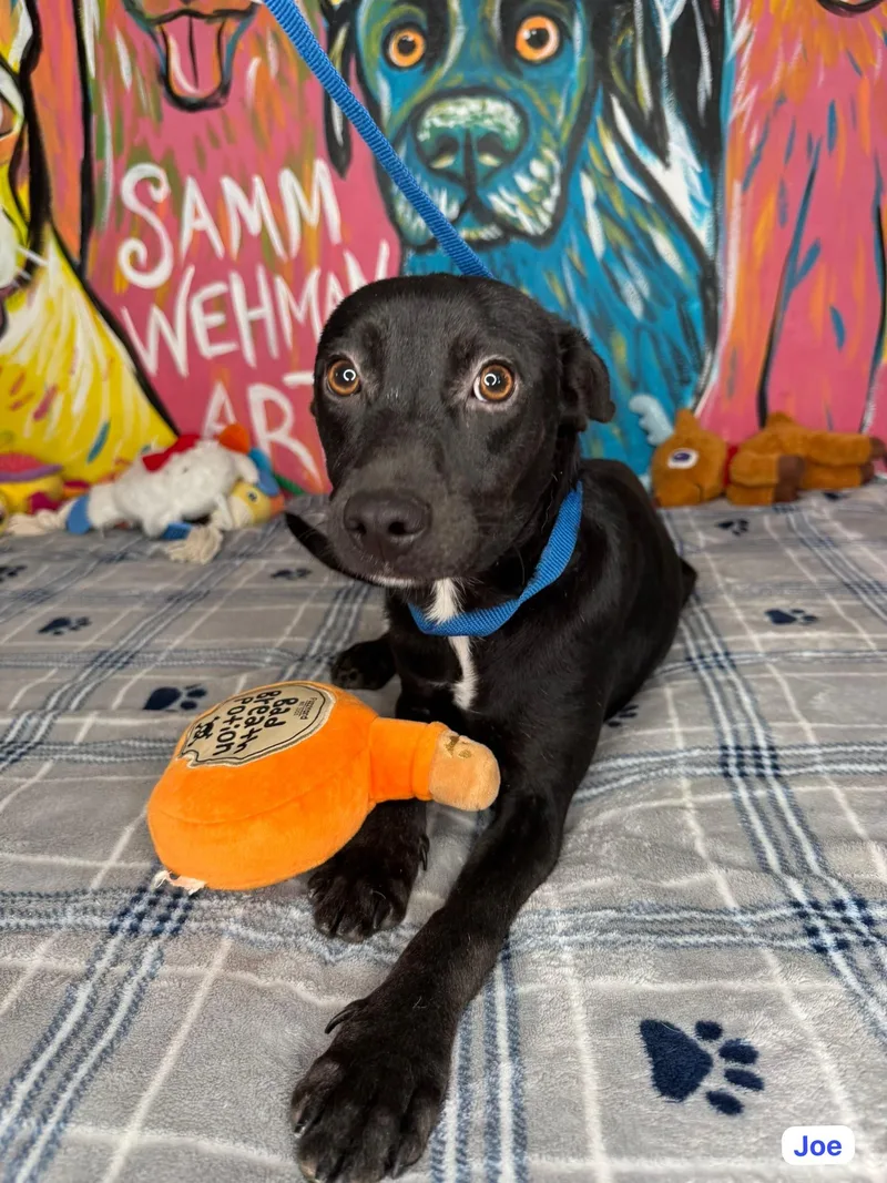 A young small-sized male Black Labrador Retriever dog named JOe for adoption in Punta Santiago, PR