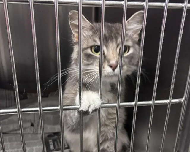 A young small-sized male Domestic Long Hair cat named Grey Boy for adoption in Olathe, KS
