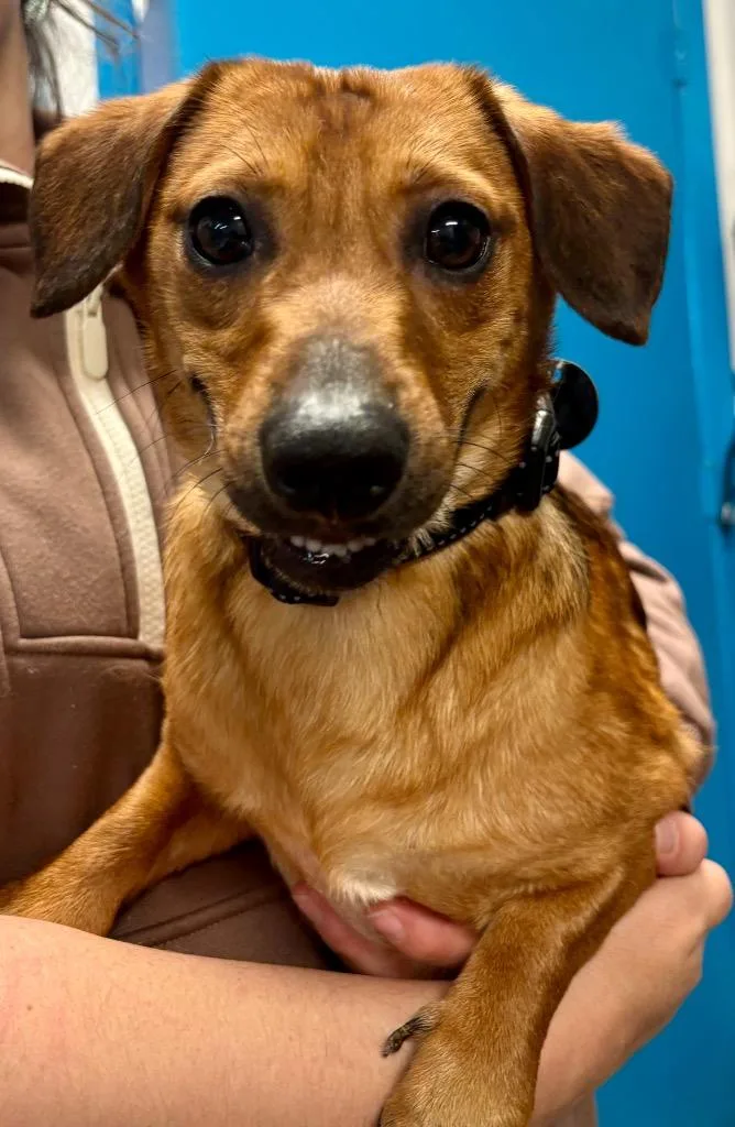 A young small-sized male Dachshund dog named Poblano for adoption in Reno, NV