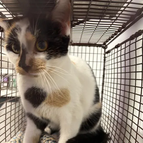 A young small-sized female Domestic Short Hair cat named Lentil for adoption in Des Moines, IA