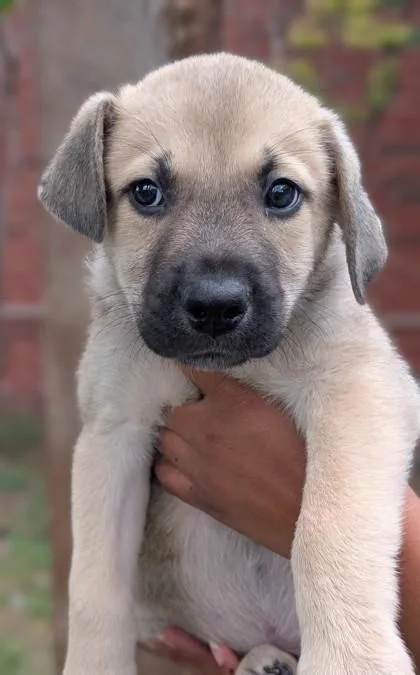 An adult large-sized male Catahoula Leopard Dog dog named Benji for adoption in Mansfield, TX