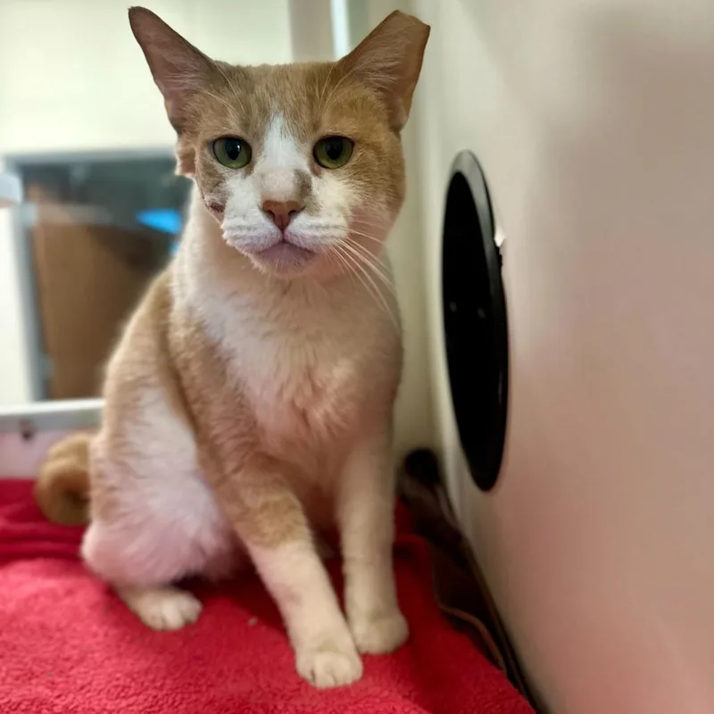 An adult large-sized male Orange / Red Domestic Short Hair cat named Duke for adoption in Matteson, IL
