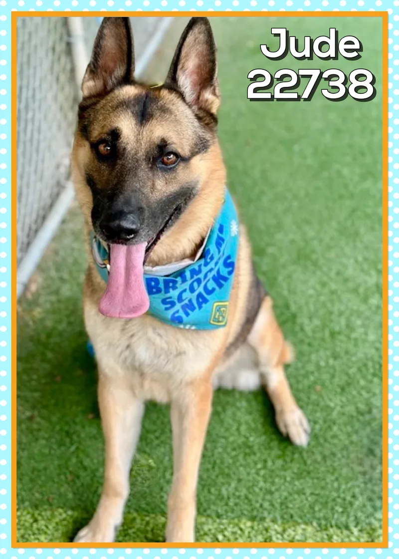 An adult large-sized male German Shepherd Dog dog named Jude for adoption in Marietta, GA