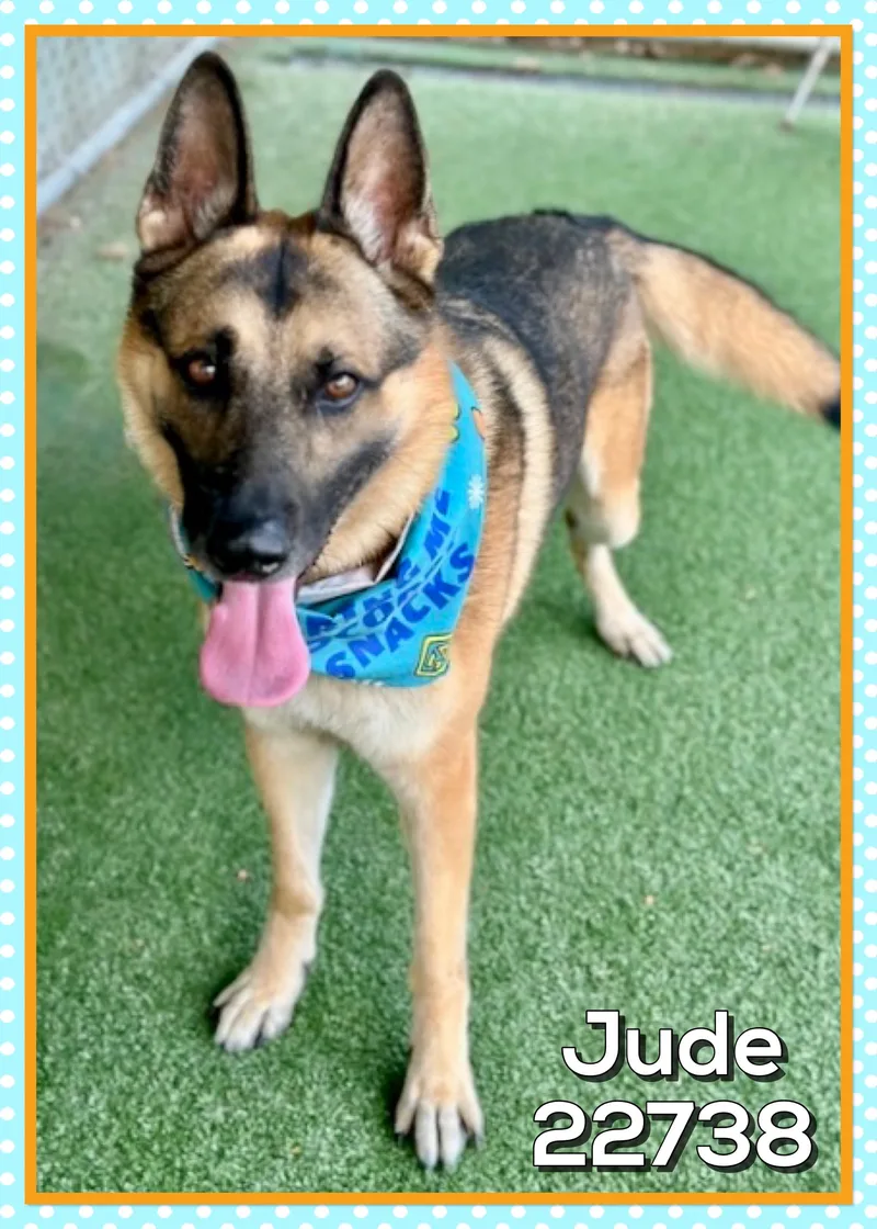 Jude thumbnail 3