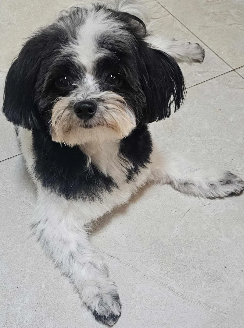A young small-sized male Shih Tzu dog named Max for adoption in Cape Coral, FL