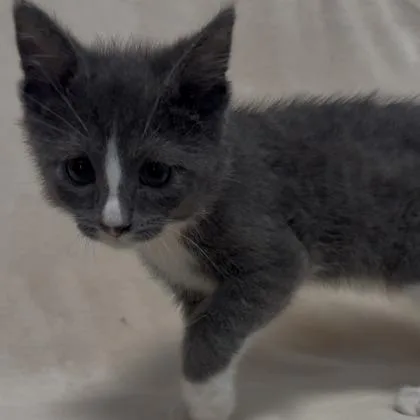 A baby small-sized male Domestic Short Hair cat named Bogie for adoption in Janesville, WI