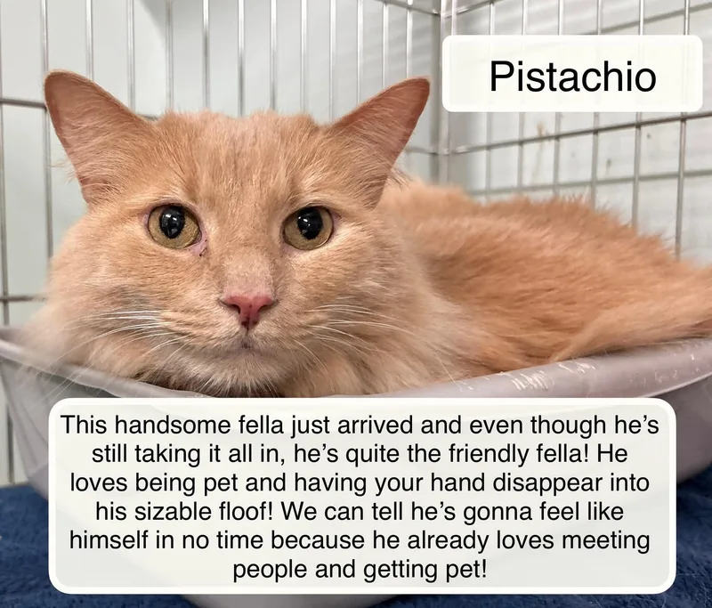 An adult large-sized male Buff & White Domestic Long Hair cat named Pistachio At Luna Cat for adoption in Ellicott City, MD