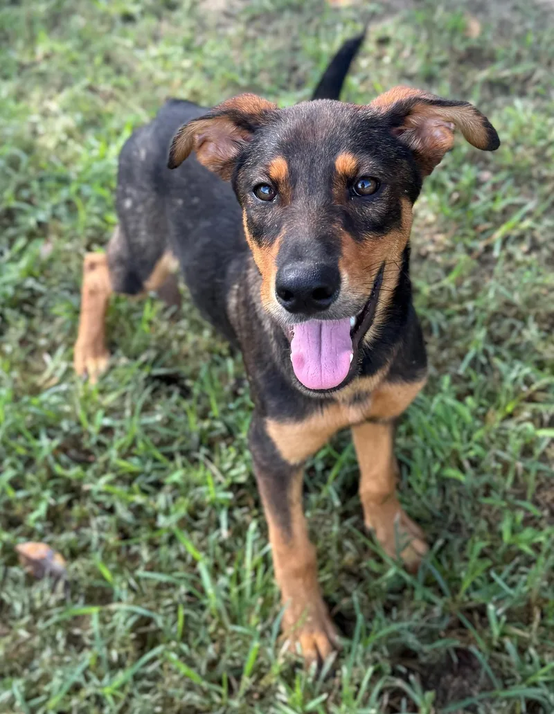 A baby medium-sized female German Shepherd Dog dog named Hermione for adoption in Harrison, NY