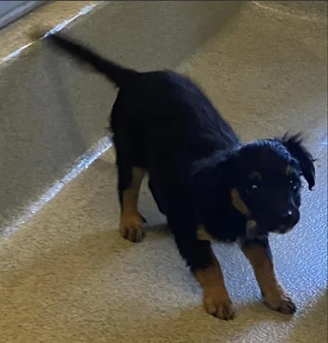 A baby small-sized female Terrier dog named Bebe for adoption in San Martin, CA