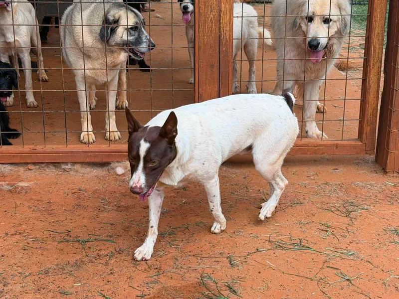 A young large-sized male Australian Cattle Dog / Blue Heeler dog named Miles for adoption in New Baltimore, MI