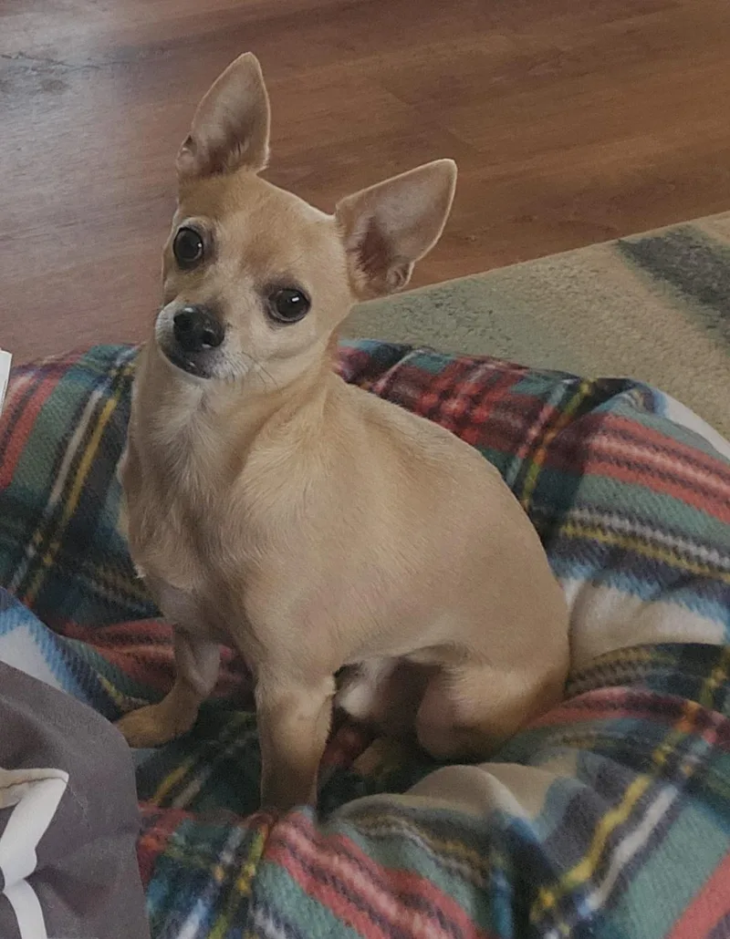 A senior small-sized male Apricot / Beige Chihuahua dog named Gary for adoption in Whitewater, WI