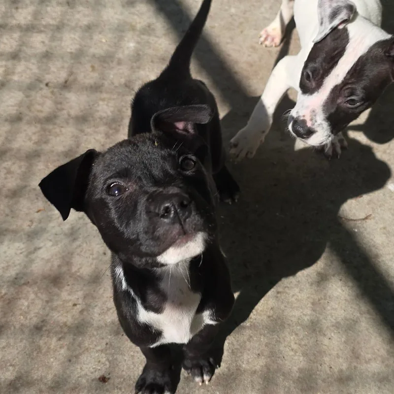 A baby medium-sized male Black Mixed Breed dog named Clyde for adoption in East Hanover, NJ