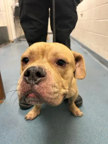 An adult medium-sized male Mixed Breed dog named Eddie for adoption in West Palm Beach, FL
