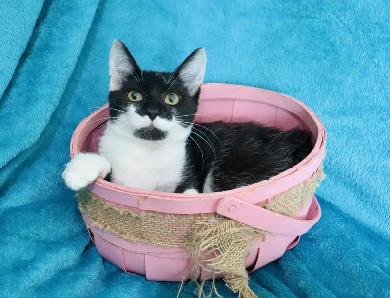 A baby medium-sized female Black & White / Tuxedo Tuxedo cat named Mallory for adoption in Saint Augustine, FL