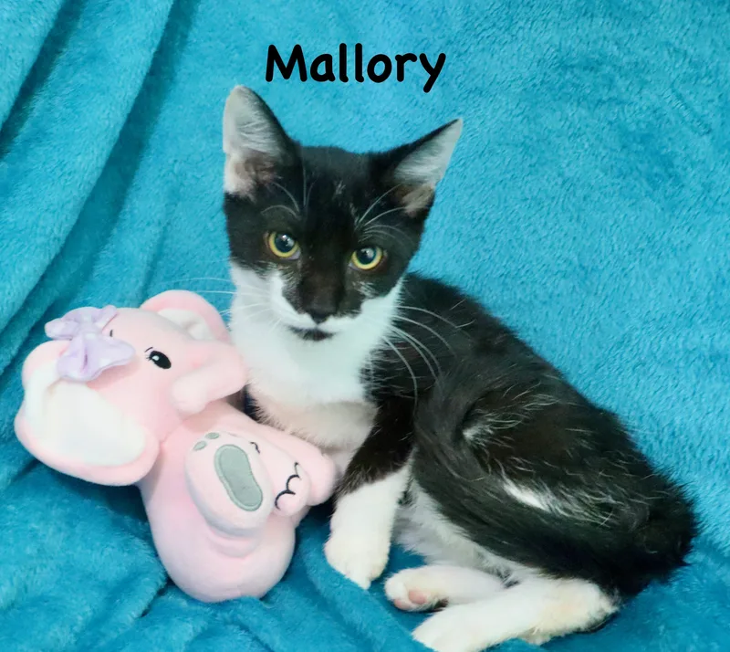 Mallory thumbnail 5