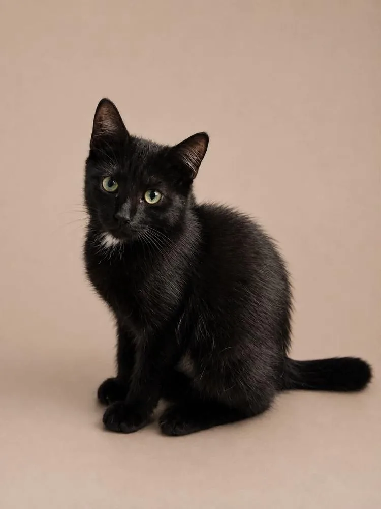 A baby small-sized female Black & White / Tuxedo Domestic Short Hair cat named Low Mein for adoption in Statesboro, GA