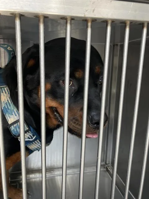 A young large-sized female Rottweiler dog named Rose for adoption in Dallas, TX