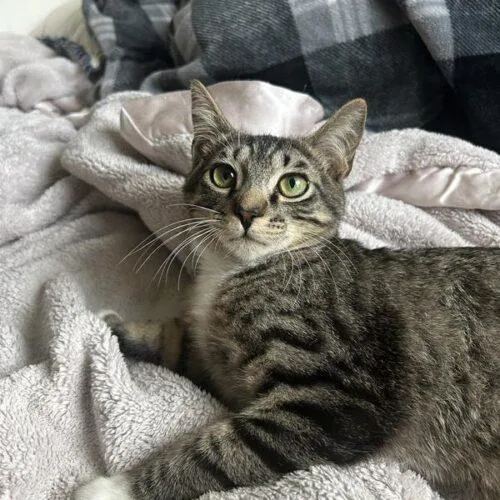 A baby small-sized male Domestic Short Hair cat named Button for adoption in Tampa, FL