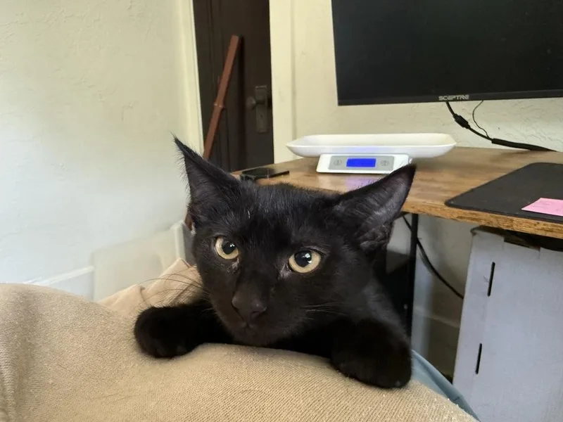 A baby small-sized female Black Domestic Short Hair cat named Santos for adoption in West Mifflin, PA