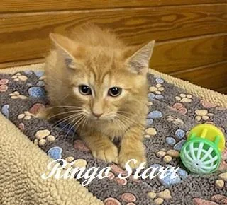 A baby medium-sized male Tabby (Orange / Red) Tabby cat named Ringo Starr for adoption in Southern Pines, NC