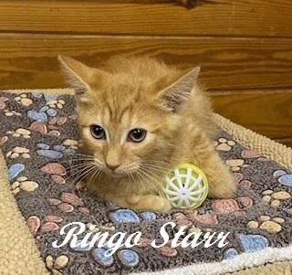 Ringo Starr thumbnail 2