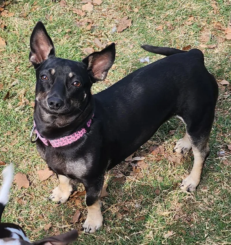 A young small-sized female Black Dachshund dog named Maggie for adoption in Houston, TX
