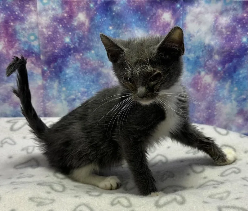 A baby small-sized male Domestic Short Hair cat named Twilight for adoption in Washington Court House, OH
