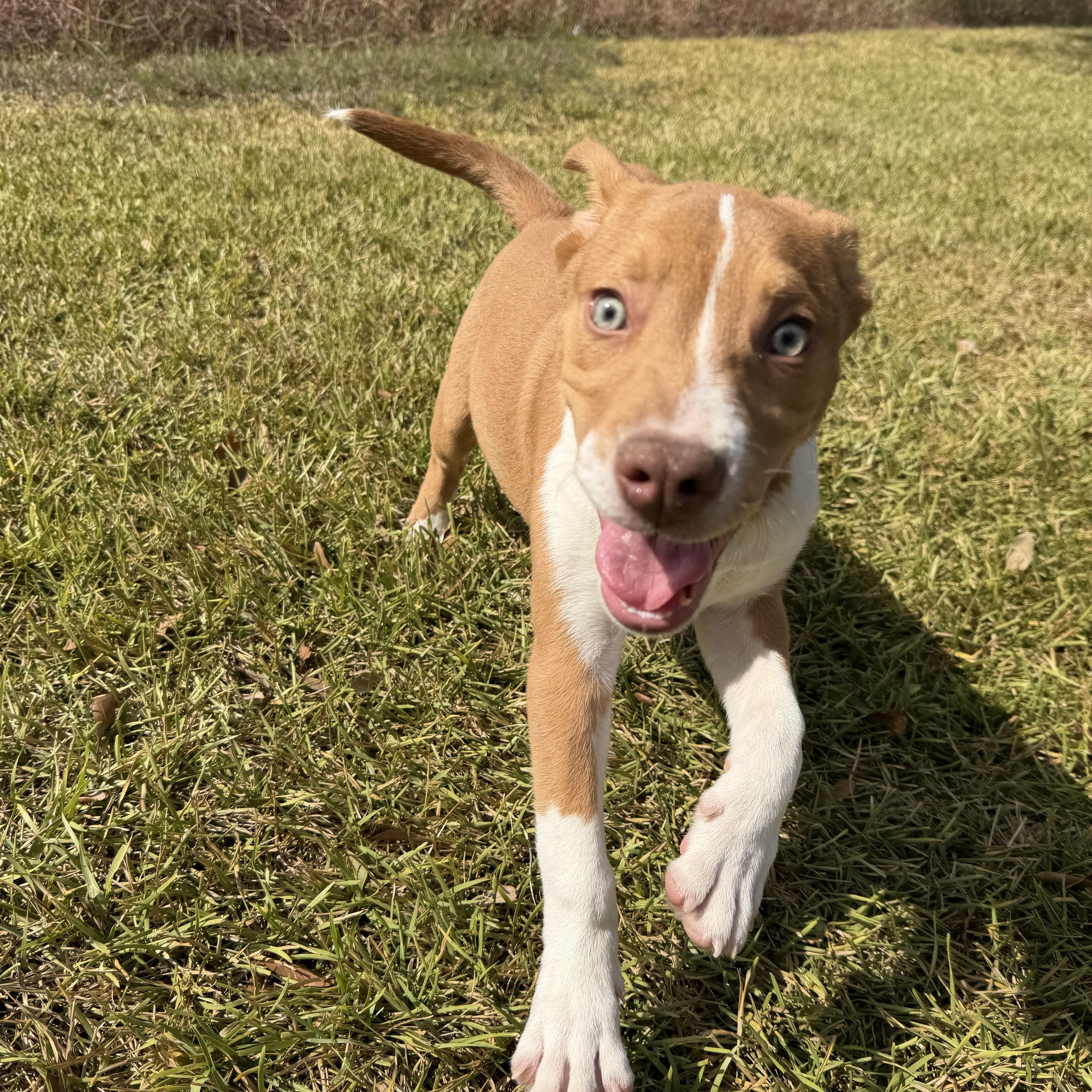 A baby medium-sized male Pit Bull Terrier dog named Murphy for adoption in Pearland, TX