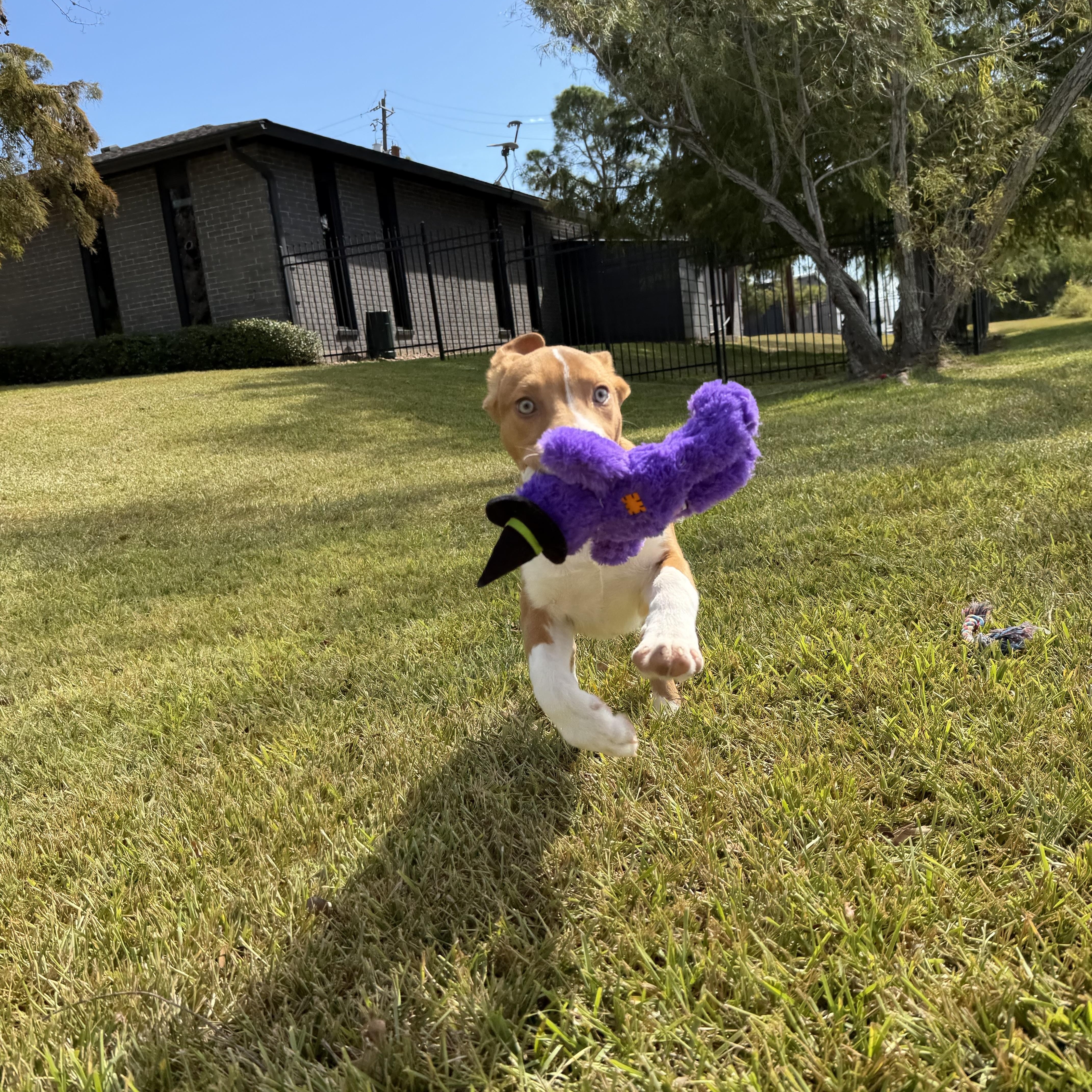 Murphy thumbnail 5