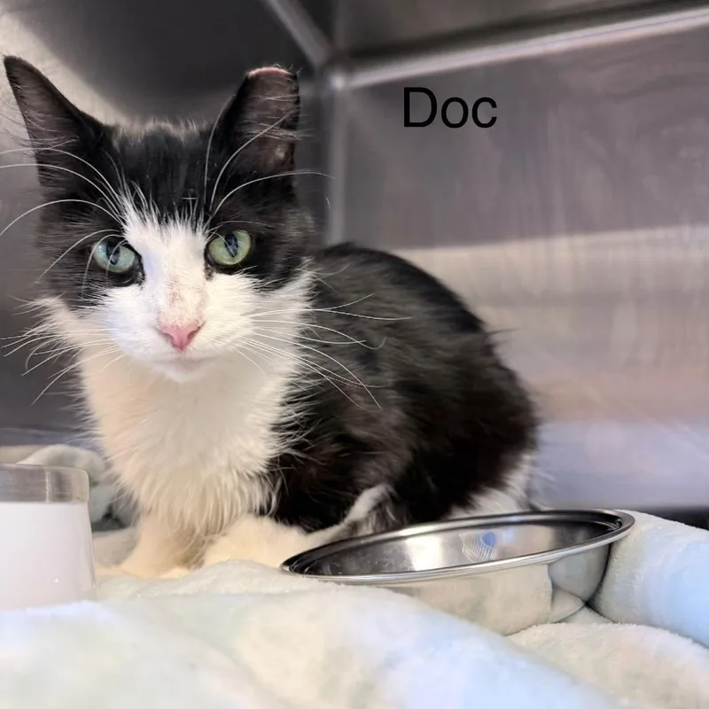 Doc