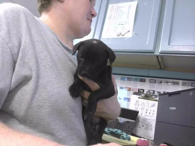 A baby small-sized female Pit Bull Terrier dog named Thelma for adoption in Tallahassee, FL