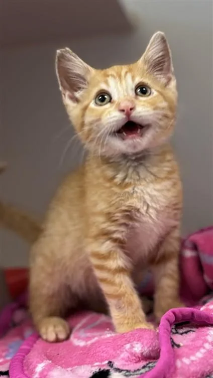 A baby small-sized male Domestic Short Hair cat named Wrangler for adoption in Texas City, TX