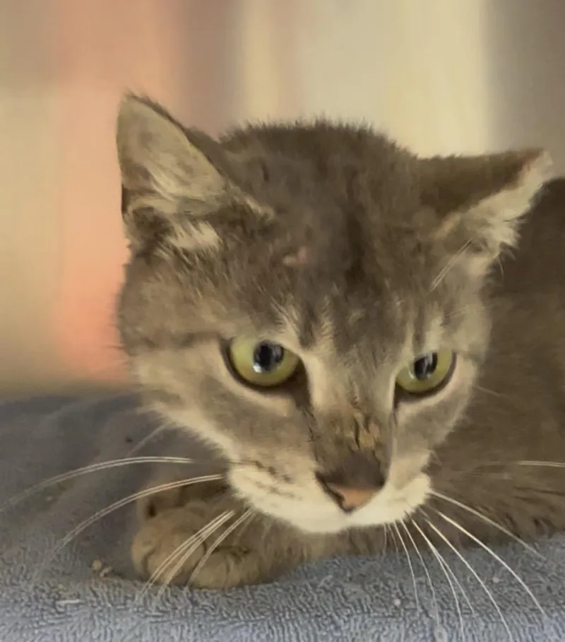 An adult medium-sized female Gray & White Domestic Short Hair cat named Finley for adoption in Clarksville, VA