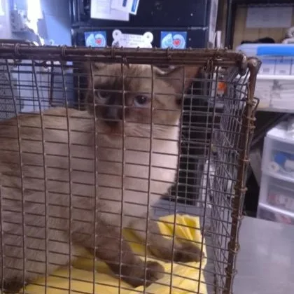 An adult large-sized female Siamese cat named Nancie for adoption in Rapid City, SD