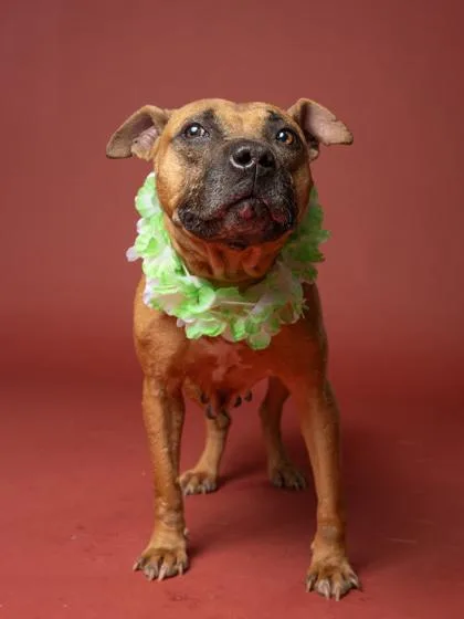 Susan Da Dog thumbnail 2