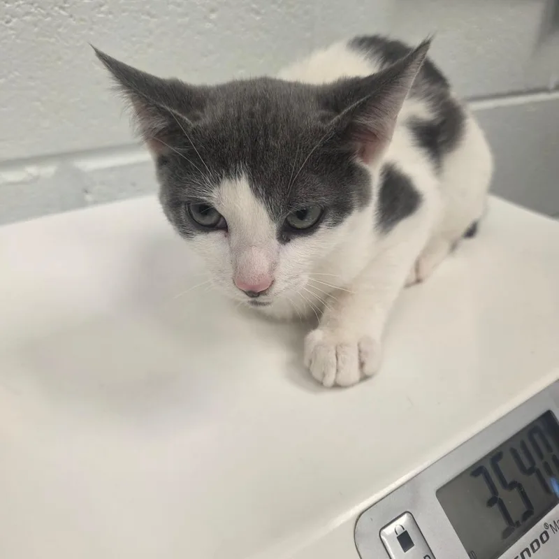 A baby small-sized male White Domestic Short Hair cat named Elio for adoption in Chattanooga, TN