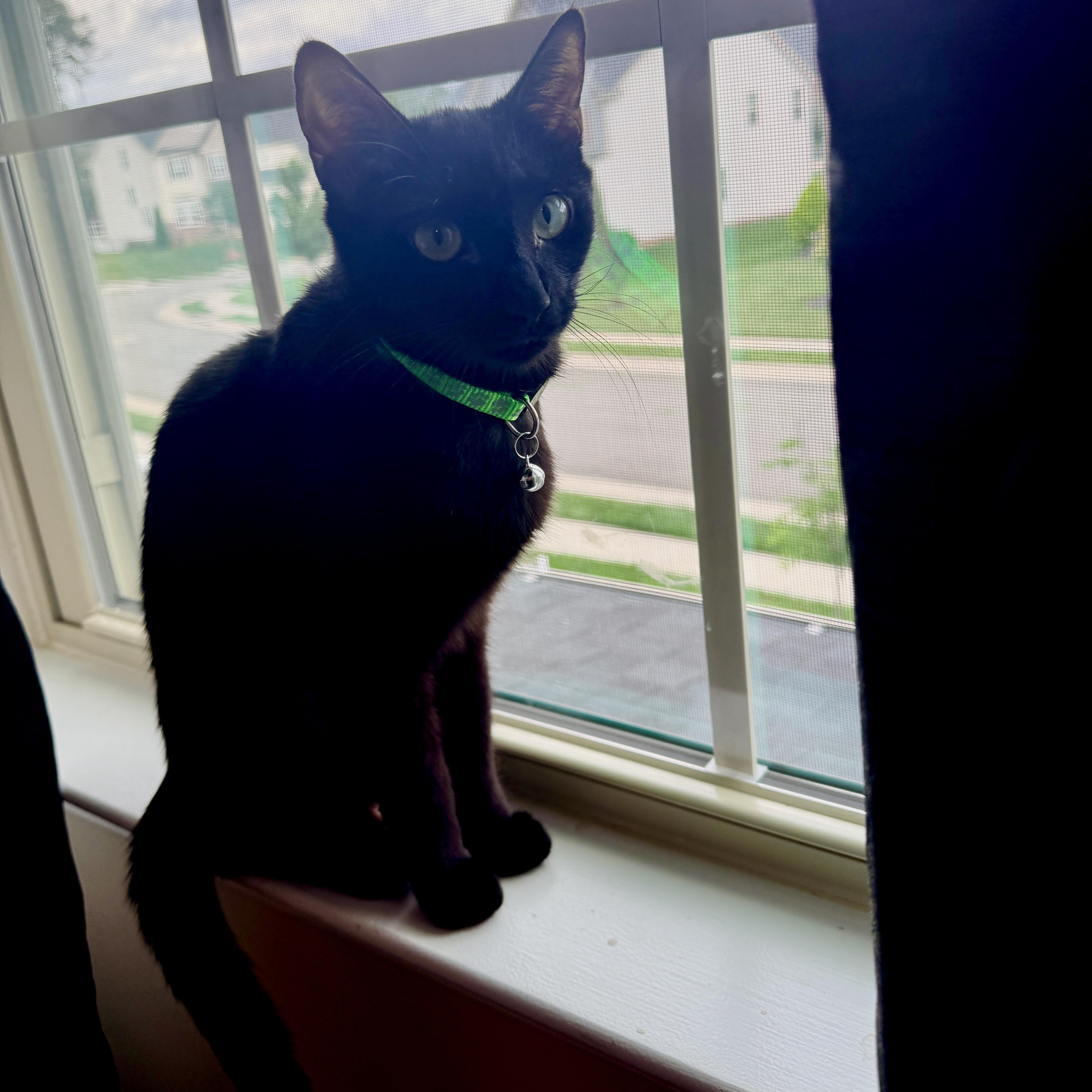 A young medium-sized female Black Domestic Short Hair cat named Wineberry for adoption in Richmond, VA