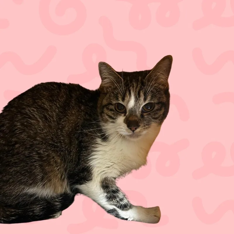 An adult medium-sized female Brown / Chocolate Domestic Short Hair cat named Bowtie for adoption in Reno, NV