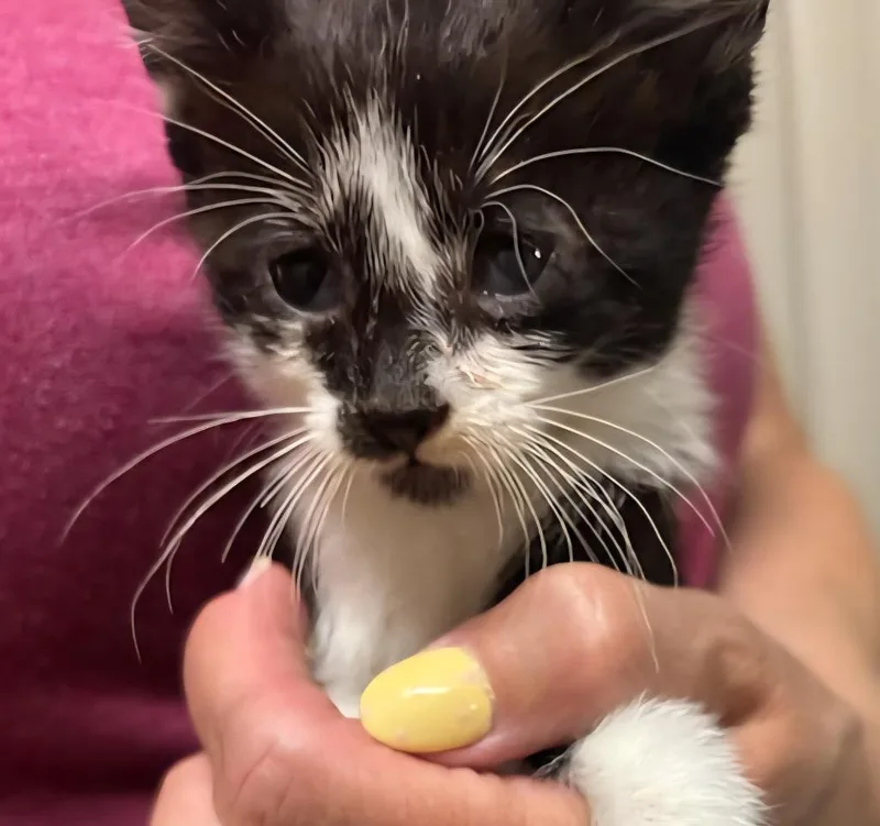 A baby medium-sized female Domestic Short Hair cat named Hannah for adoption in Medford, WI