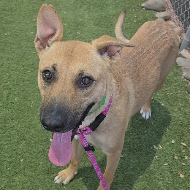 A young large-sized female Black Mouth Cur dog named Penny for adoption in Mesa, AZ