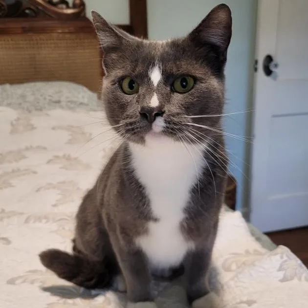 A young medium-sized female Gray & White Domestic Short Hair cat named Suzi for adoption in New Britain, CT