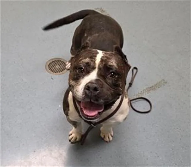 An adult medium-sized female English Bulldog dog named Tonka for adoption in Denver, CO