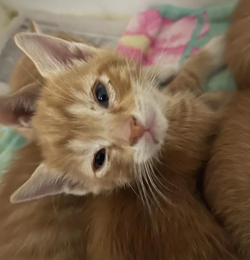 A baby small-sized male Domestic Short Hair cat named Mitchell for adoption in Henderson, NC